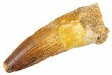 Fossil Spinosaurus Tooth - Real Dinosaur Tooth #305794-1